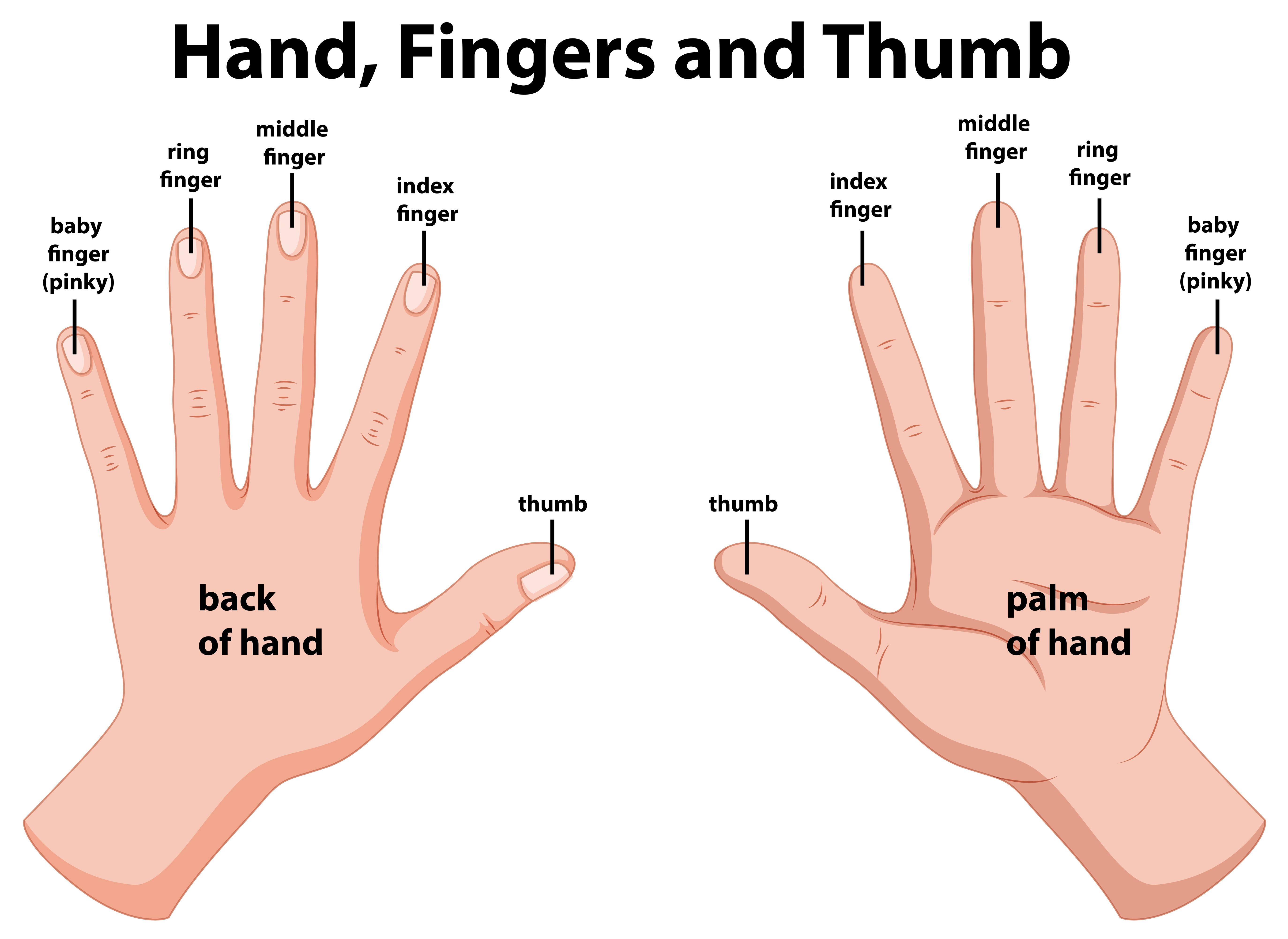 Hand Anatomy Vector Art, Icons, and Graphics for Free Download