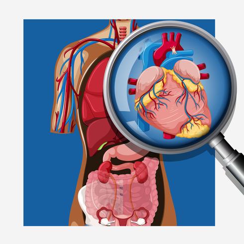 Anatomía del corazón humano en el cuerpo vector