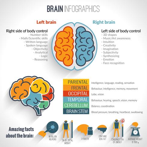 Brain inforgaphics set vector