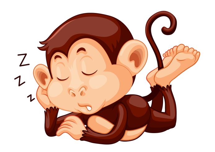 A monkey sleeping on white background vector