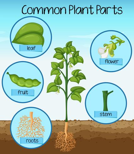 Ciencia partes comunes de plantas vector