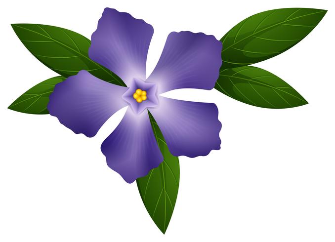Periwinkle in blue color vector