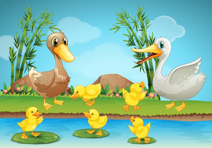 Mother duck and ducklings at the river vector
