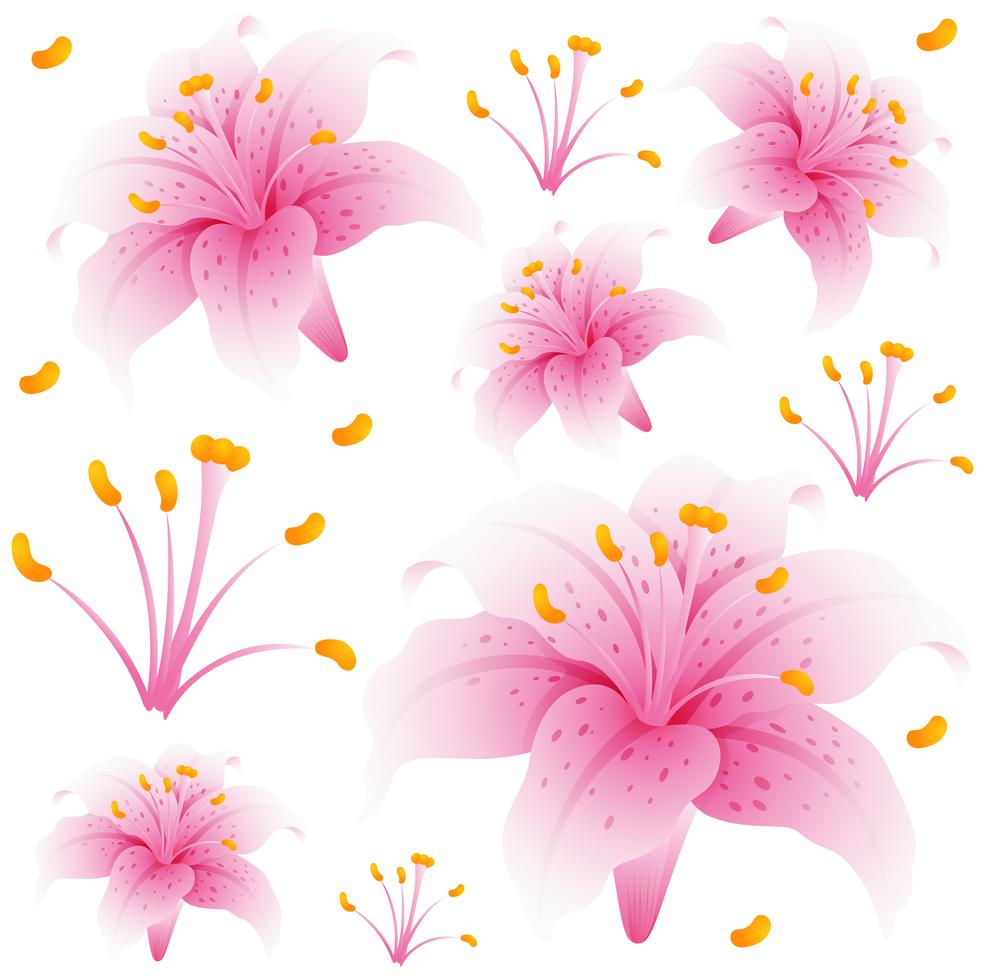 Seamless background design with pink lily flowers 445415 Vector Art at