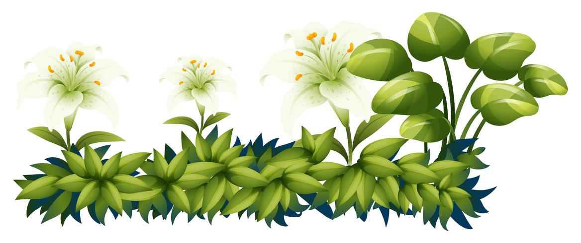 White lily flowers in green bush vector