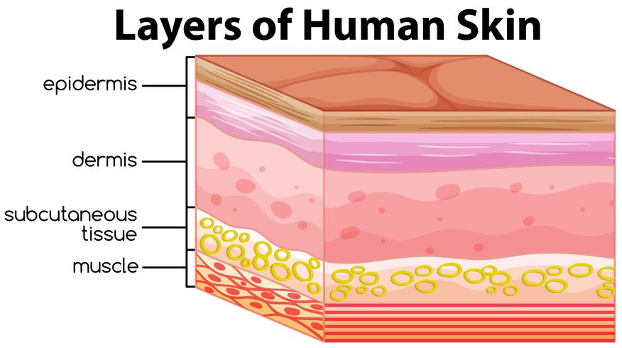 Capas del concepto de piel humana. vector