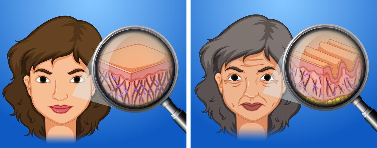 Female younger skin and aging skin vector