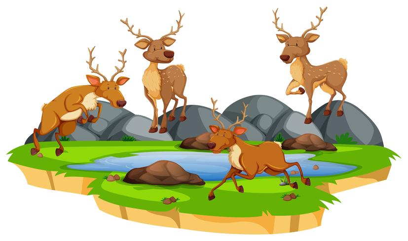 Group of deer at the pond vector