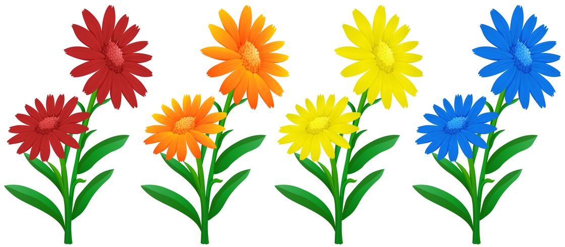 Flores de caléndula en cuatro colores. vector