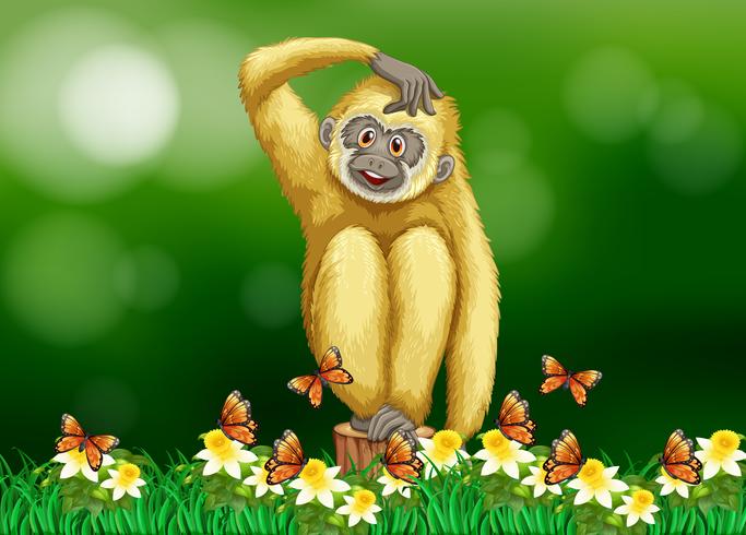 White gibbon sitting on grass vector