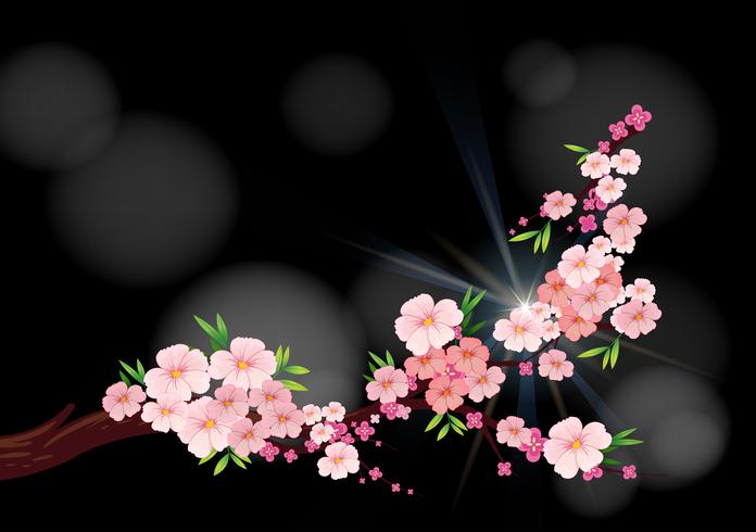 Cherry blossom flowers on branch vector