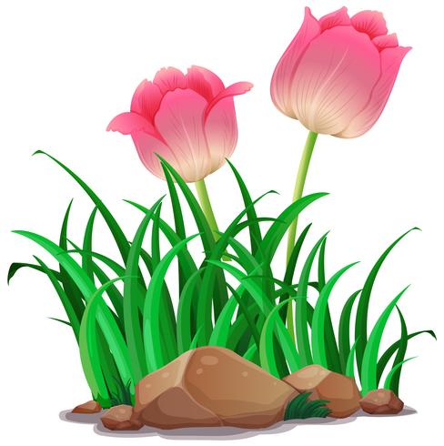 Pink tulip flowers in the garden vector