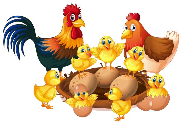 Chicken family on white background vector