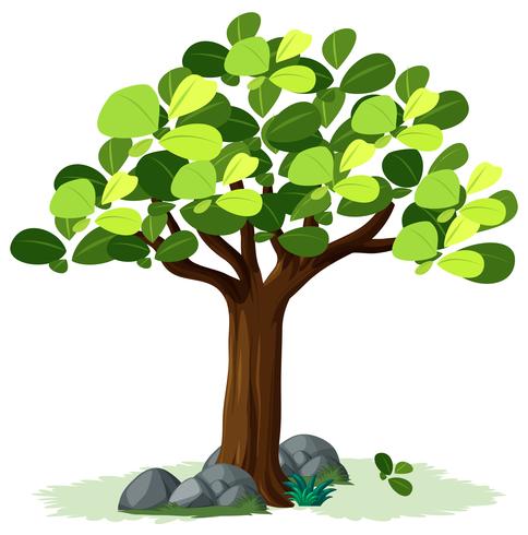 Árbol aislado sobre fondo blanco vector