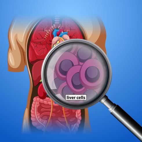 A close up human liver cells vector