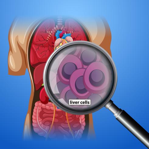 Un primer plano de las células hepáticas humanas. vector