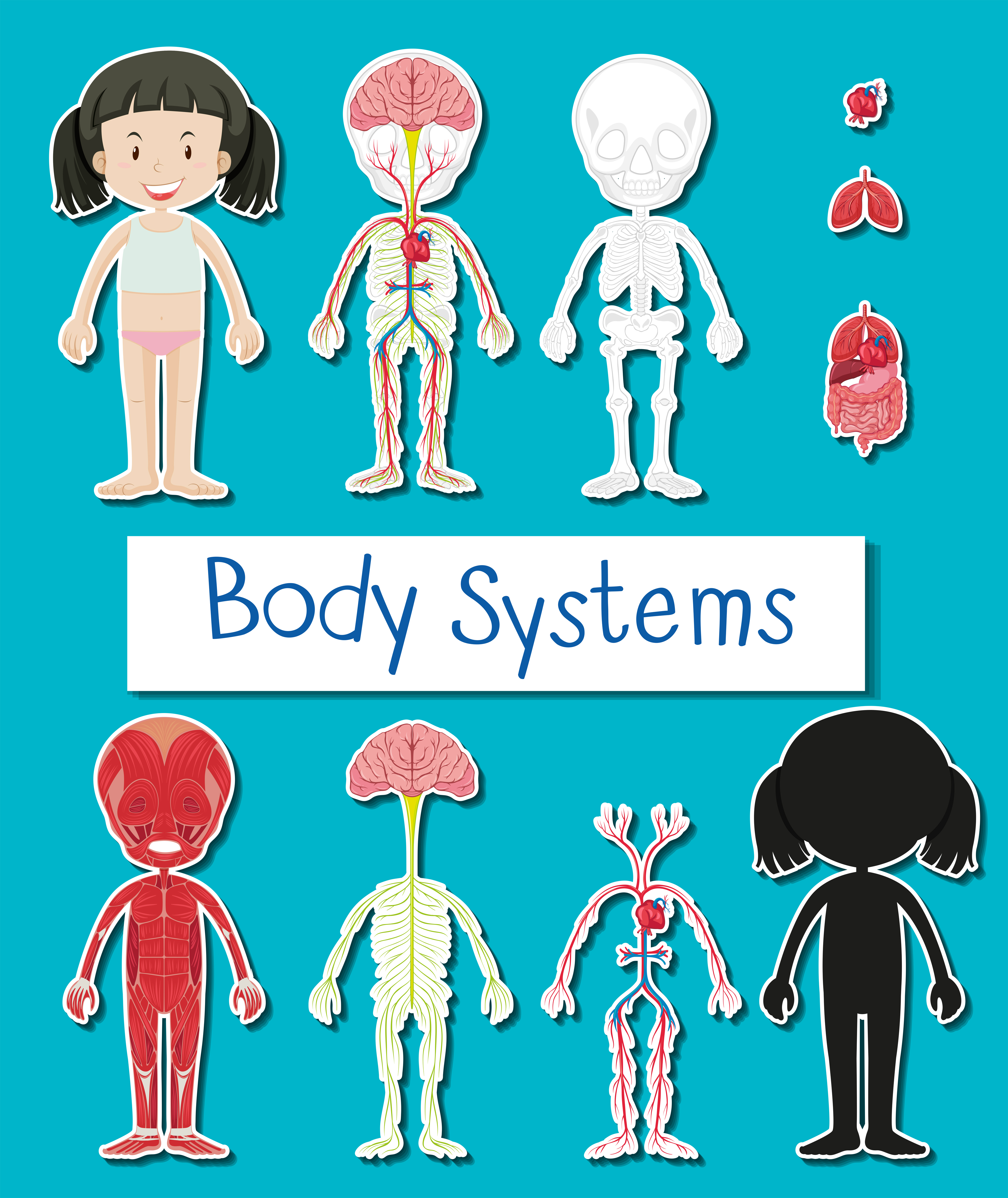 Women Human Body Diagram : Anatomy System - Human Body Anatomy diagram
