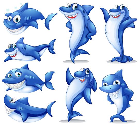 Shark in different positions vector