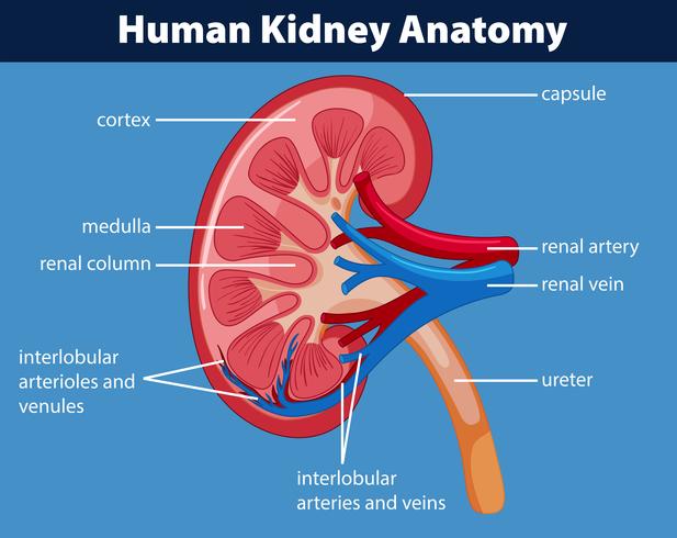 Diagrama que muestra riñón humano vector