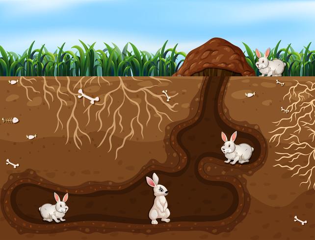 Rabbit Family Living in the Hole vector