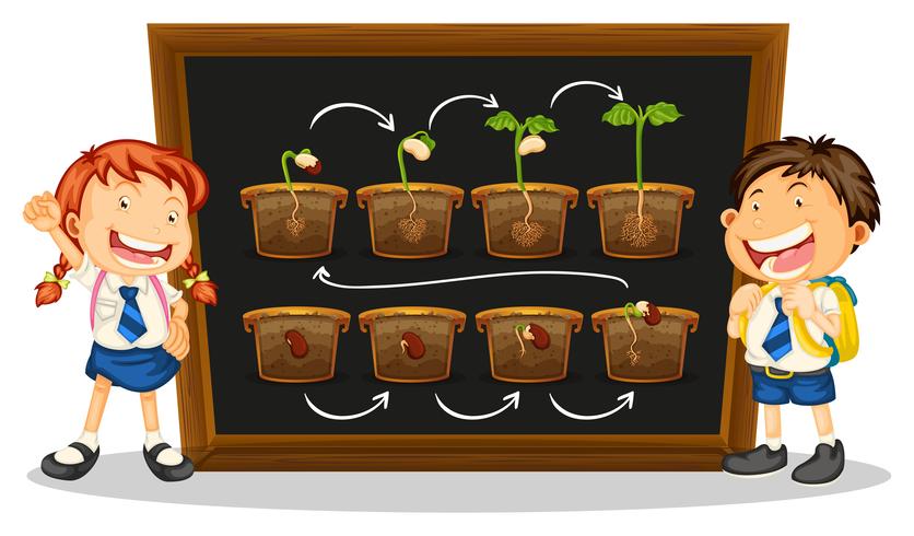 Kids and diagram of growing plant on board vector