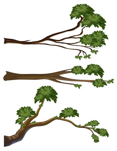 Diferentes formas de ramas. vector