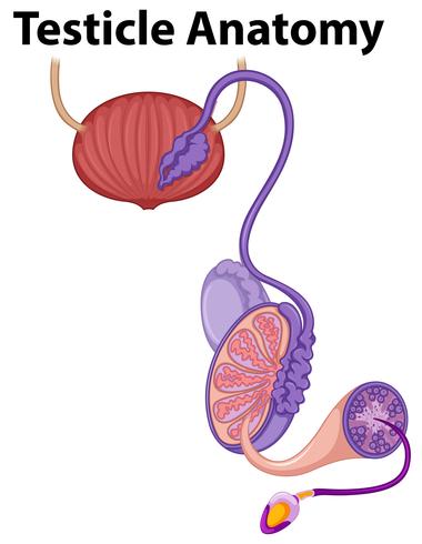 Anatomía humana del testículo sobre fondo blanco vector