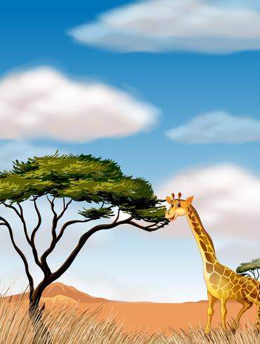 Giraffe running in the field vector