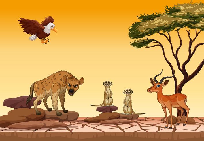 Wild animals in dry forest vector