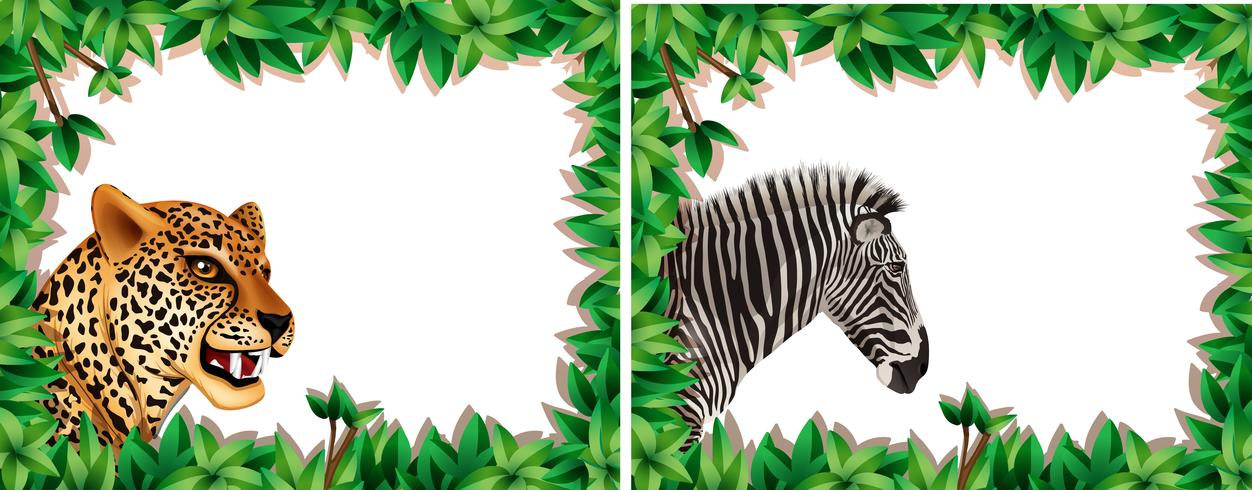 Zebra and leopard on nature frame vector