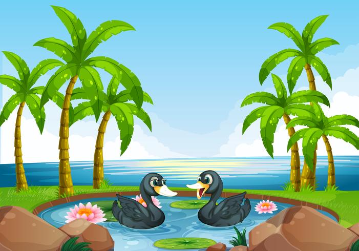 Dos patos negros en estanque vector