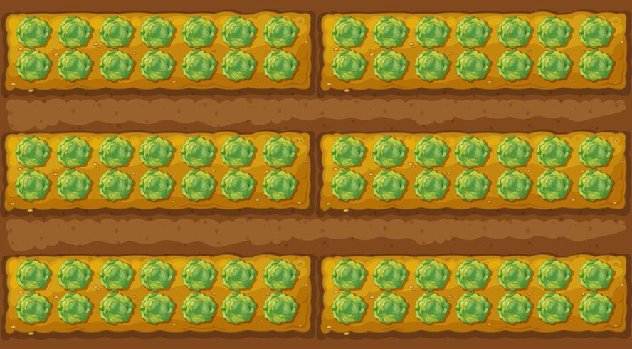 Top view of cabbage garden vector