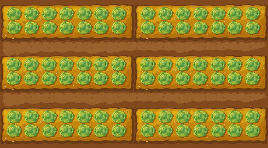 Top view of cabbage garden vector