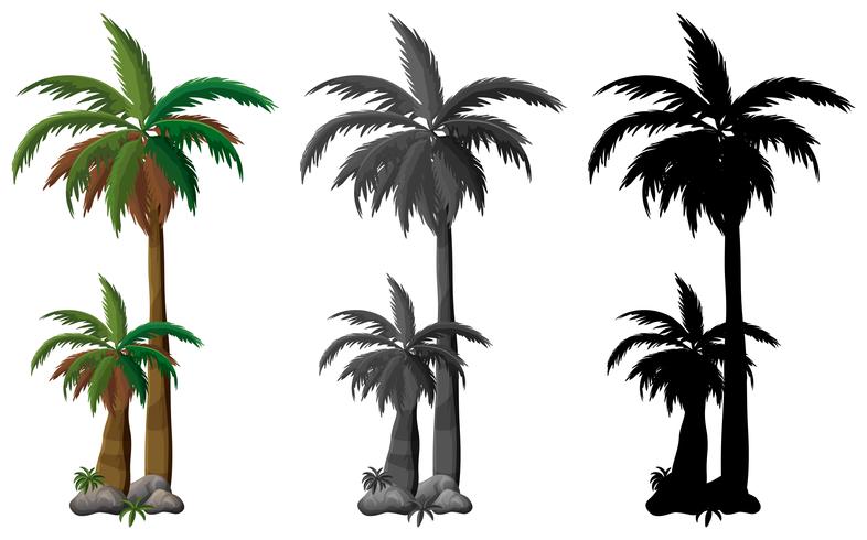 Set of palm tree  vector