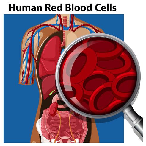 Anatomía de los glóbulos rojos humanos vector