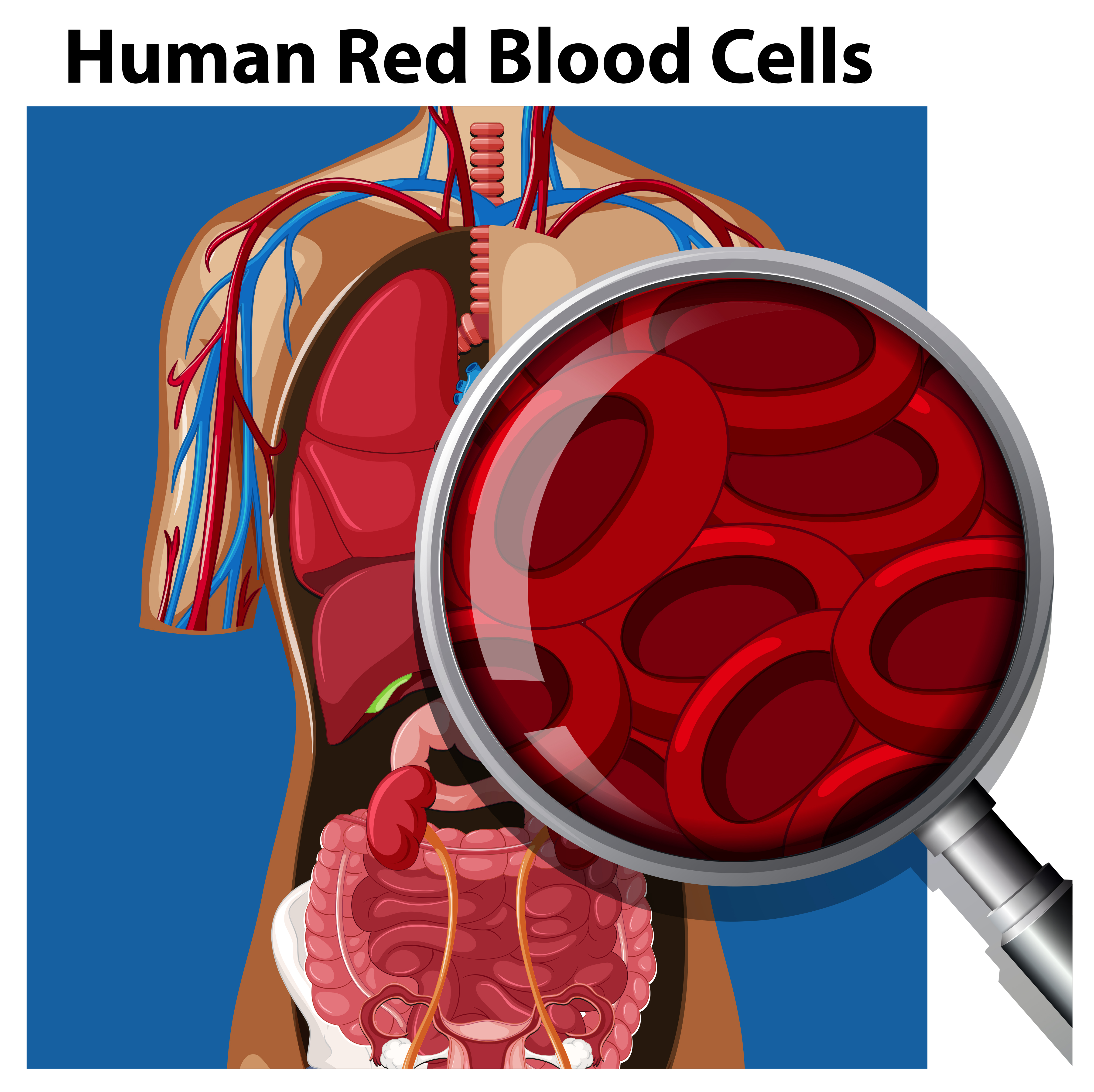 Anatomy of Human Red Blood Cells 446265 Vector Art at Vecteezy