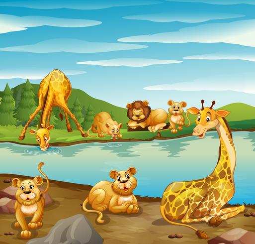 Escena con jirafas y leones junto al río. vector