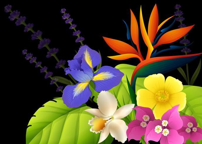 Different types of flowers on black background vector