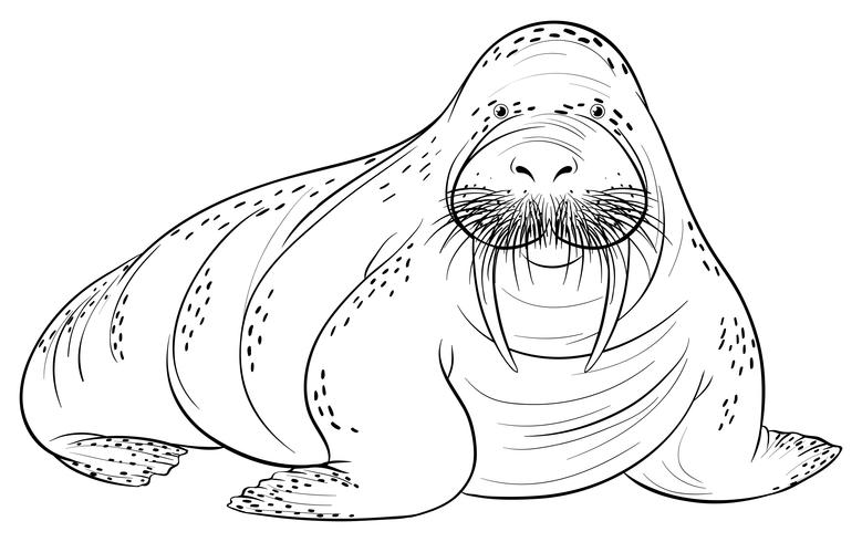 Doodle animal for walrus vector