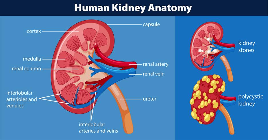 Diagrama de anatomía del riñón humano vector