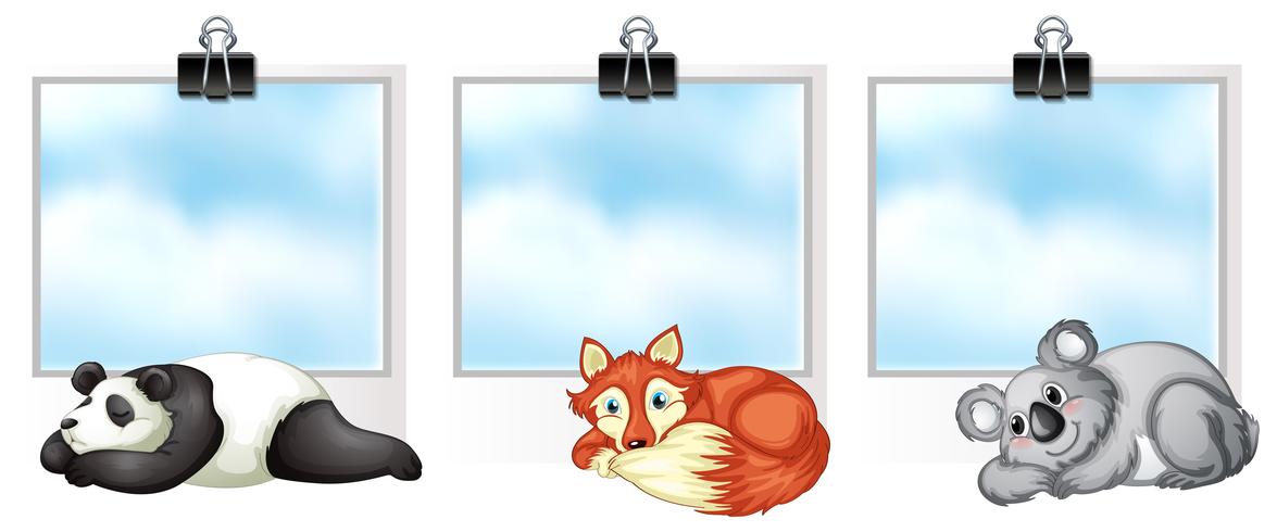 Three frames with wild animals vector