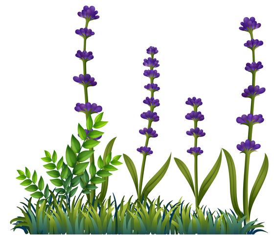 Flores de lavanda en el monte. vector