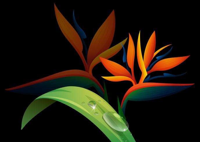 Bird of paradise flower on black background vector