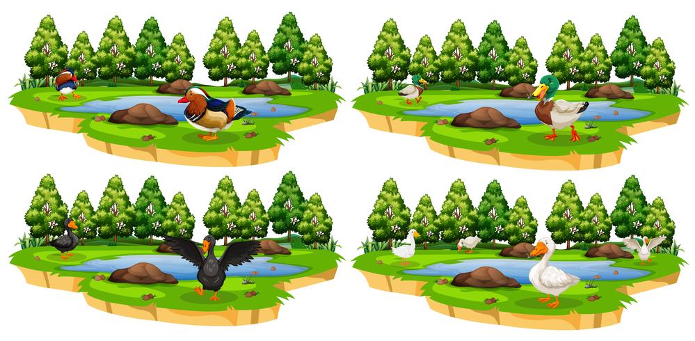 Set of different duck parks vector