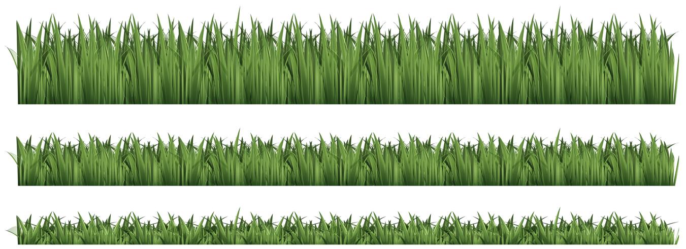 Seamless background for green grass vector