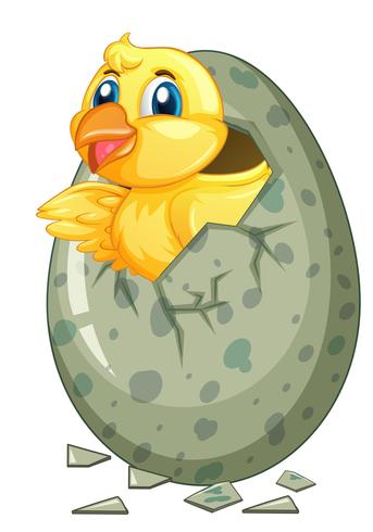 Little chick comes out of gray egg vector