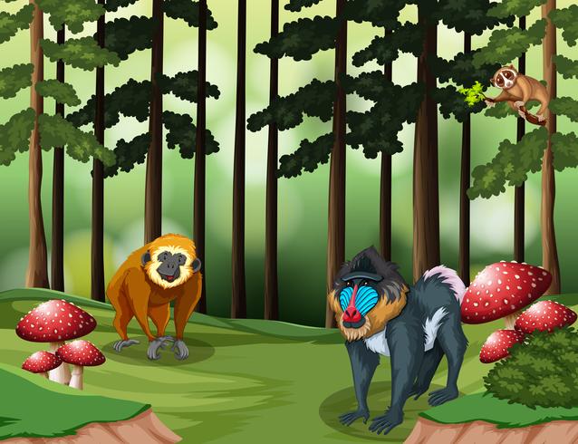 Ape in the forest vector