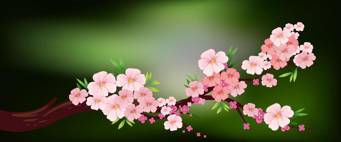 Cherry blossom on the branch vector