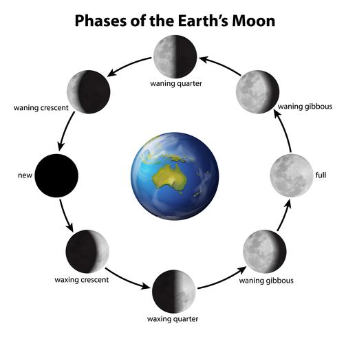 Fases de la luna vector