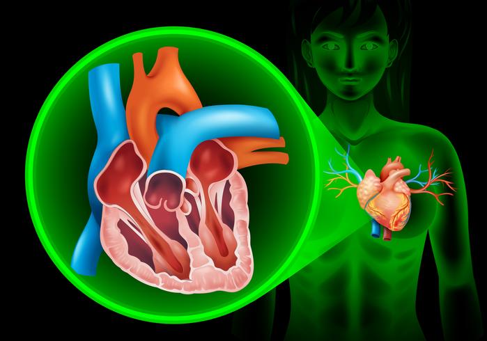 Diagrama de latidos del corazón en humanos vector